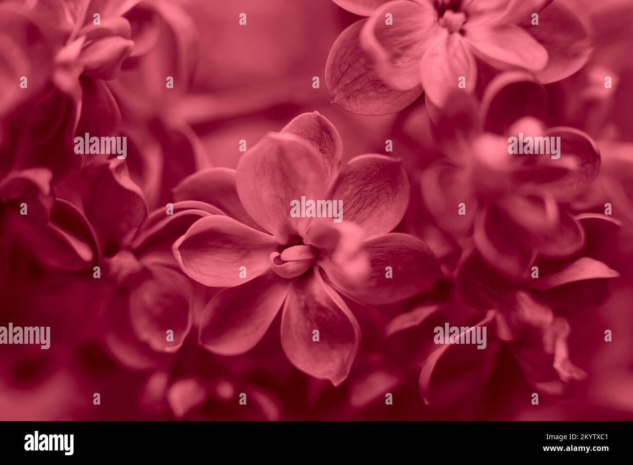 Beautiful lilac flowers Trendy color of 2023 viva magenta background