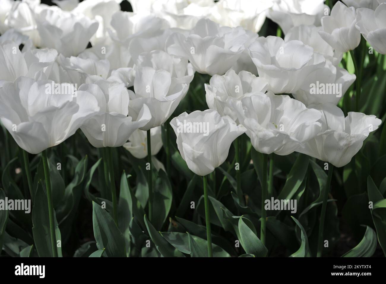 White Triumph tulips (Tulipa) Update bloom in a garden in April Stock Photo