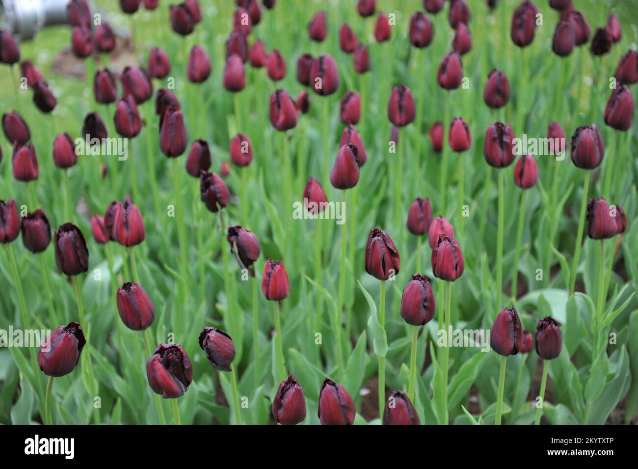 Tulip vincent van gogh hires stock photography and images Alamy