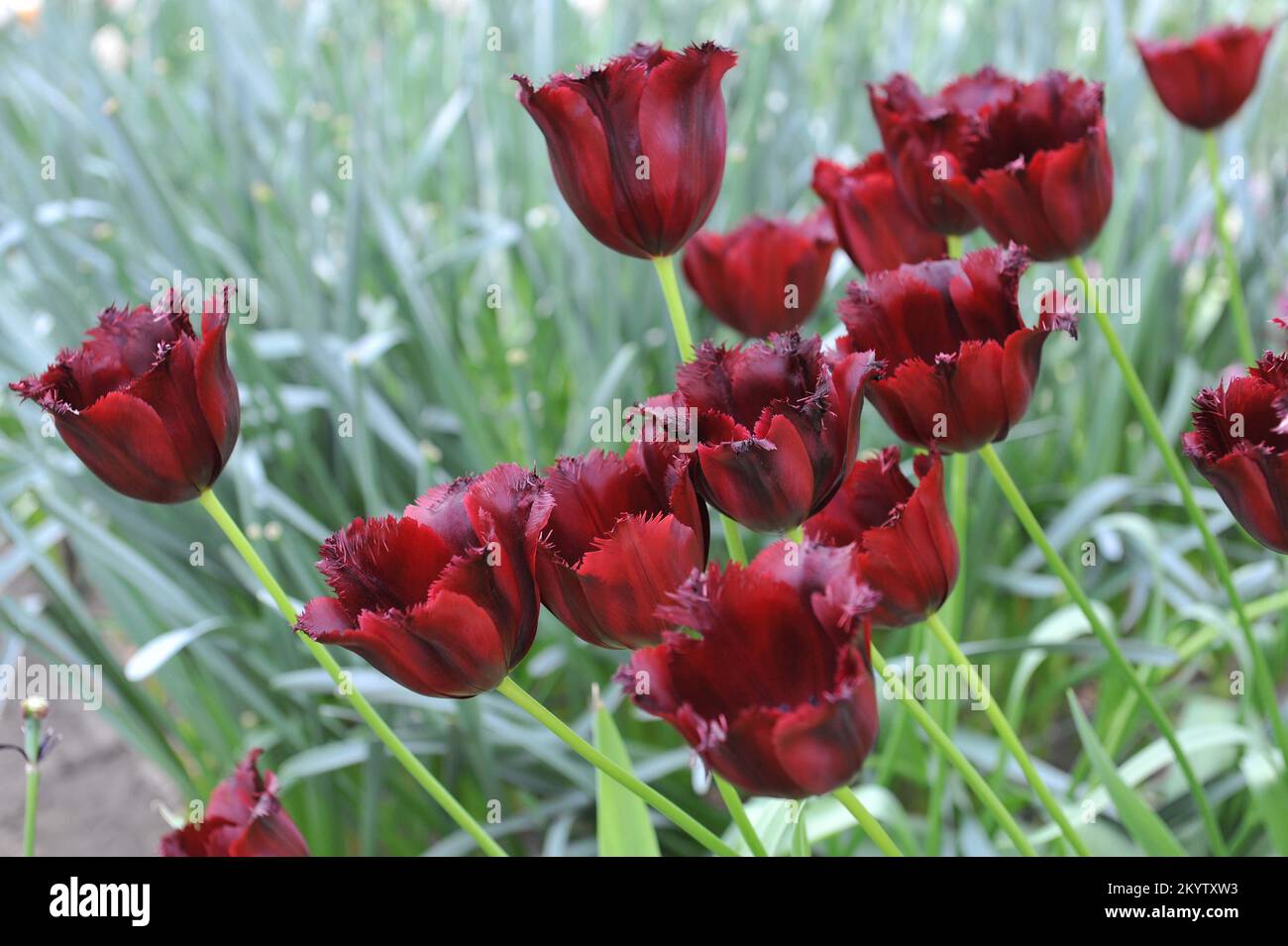 Tulip vincent van gogh hi-res stock photography and images - Alamy