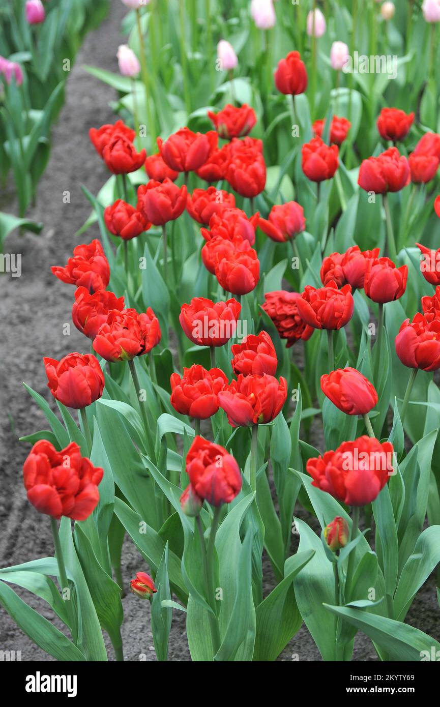 Red peony-flowered Double Early tulips (Tulipa) Voice of Holland bloom in a garden in March Stock Photo