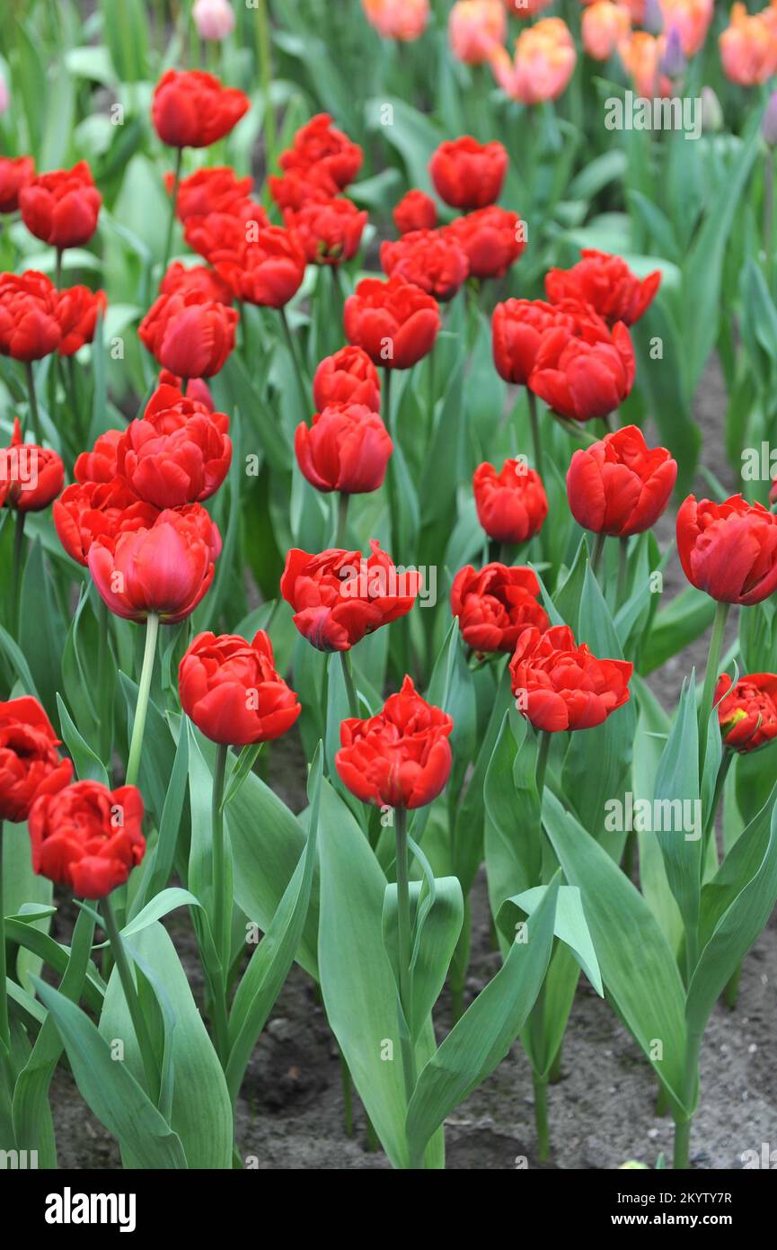 Red peony-flowered Double Early tulips (Tulipa) Voice of Holland bloom in a garden in March Stock Photo