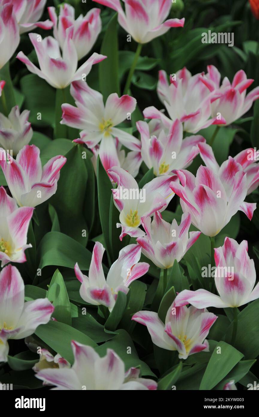 Pink and white Triumph tulips (Tulipa) Whispering Dream bloom in a