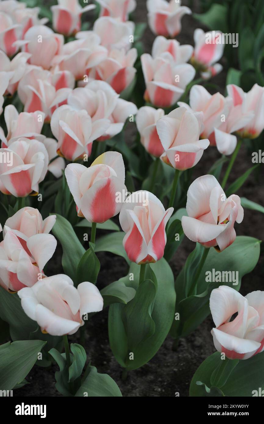 Pink and white Greigii tulips (Tulipa) Willem Vanden Akker bloom in a garden in March Stock Photo