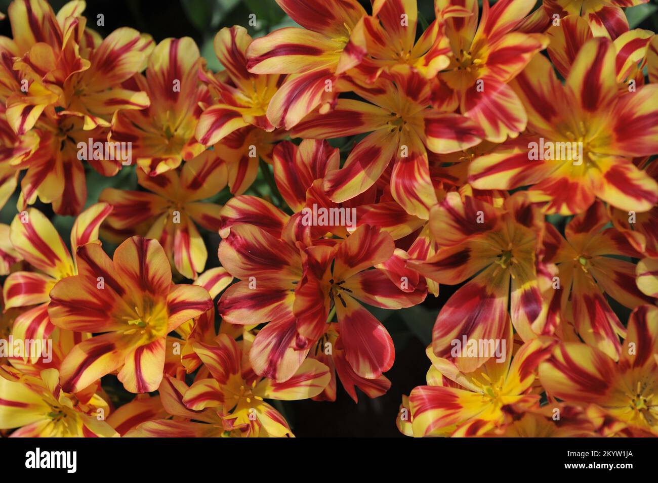 Red and yellow multi-flowered Single Late tulips (Tulipa) Wonder Club bloom in a garden in April Stock Photo