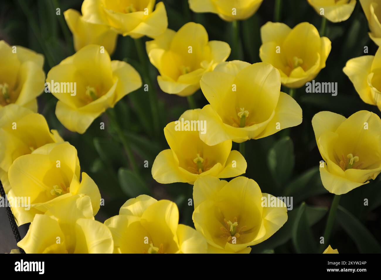 Yellow Triumph tulips (Tulipa) World Friendship bloom in a garden in
