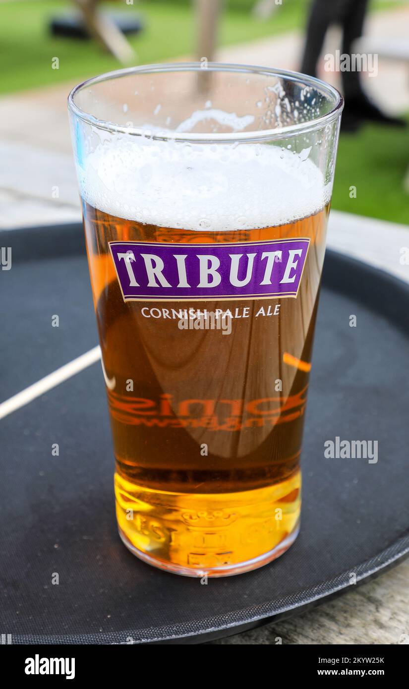 A pint of Tribute beer or real ale brewed by the St Austell Brewery Cornwall England UK Stock Photo