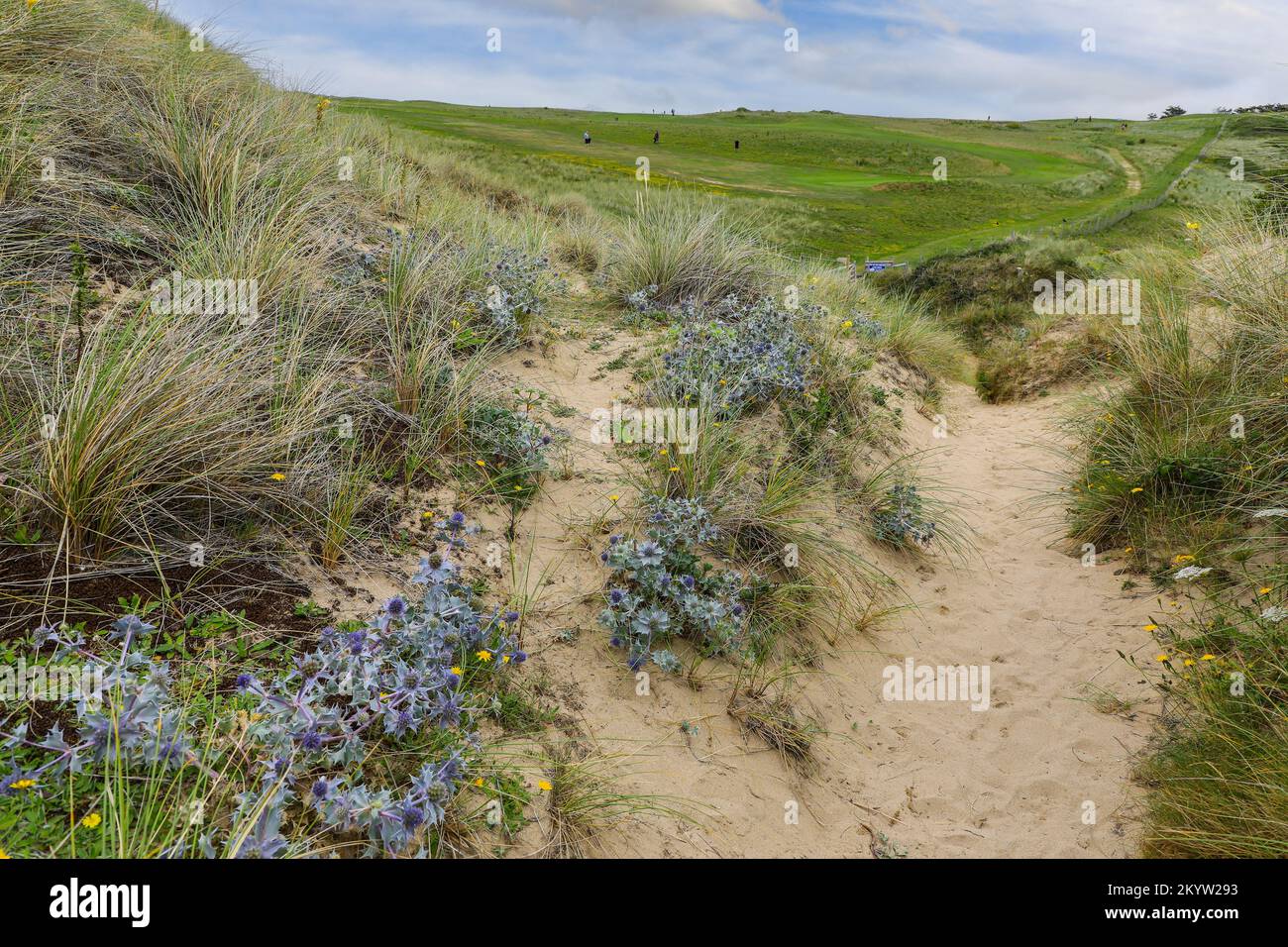 The bright blue spiky flowers of a Sea Holly or Eryngo (Eryngium), growing on a sand dune, Holywell Bay golf course, Cornwall, England, UK Stock Photo