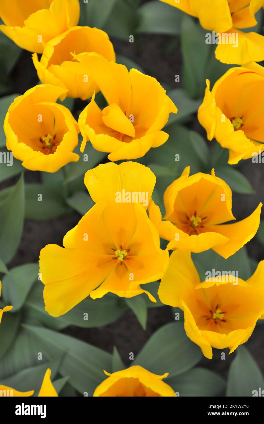 Single Early tulips (Tulipa) Yellow Flair bloom in a garden in March Stock Photo