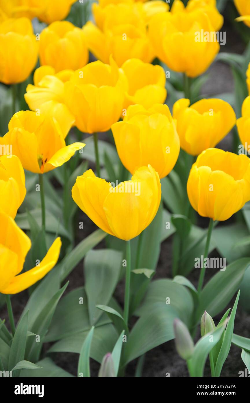 Single Early tulips (Tulipa) Yellow Flair bloom in a garden in March Stock Photo