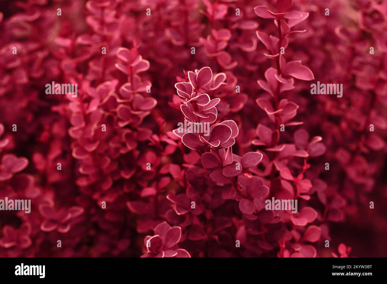 Natural red background from red branches of herbs Stock Photo - Alamy