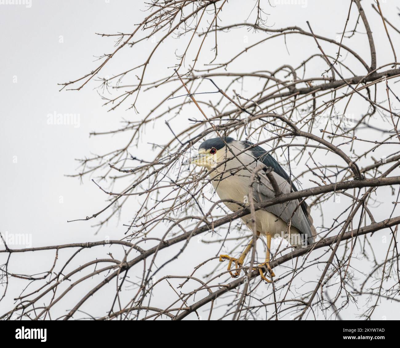 A Black-crowned Night Heron (Nycticorax nycticorax) perches in the top of a tree at Sepulveda Basin Wildlife  Reserve in Van Nuys, CA. Stock Photo