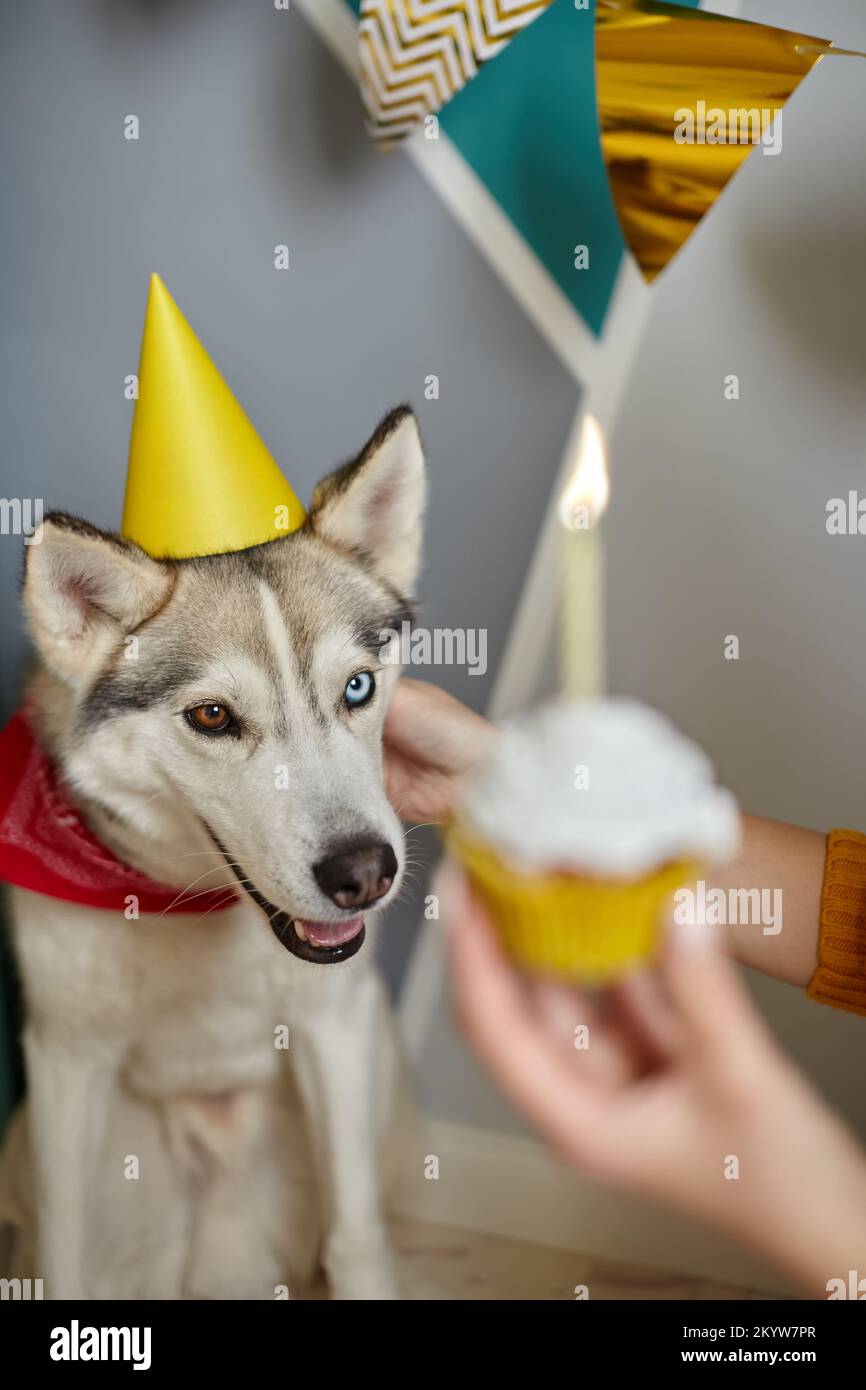 Dog pet birthday, hand holding birthday cupcake with candle Stock Photo