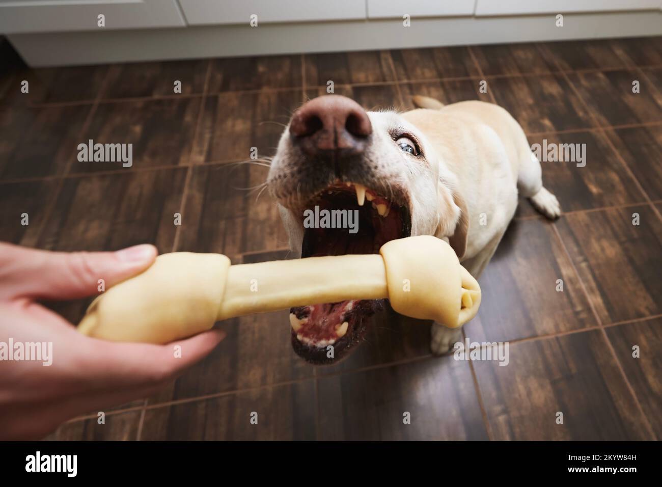 Happy dog takes chewing bone from pet owner. Crazy view on funny labrador retriver at home kitchen. Stock Photo