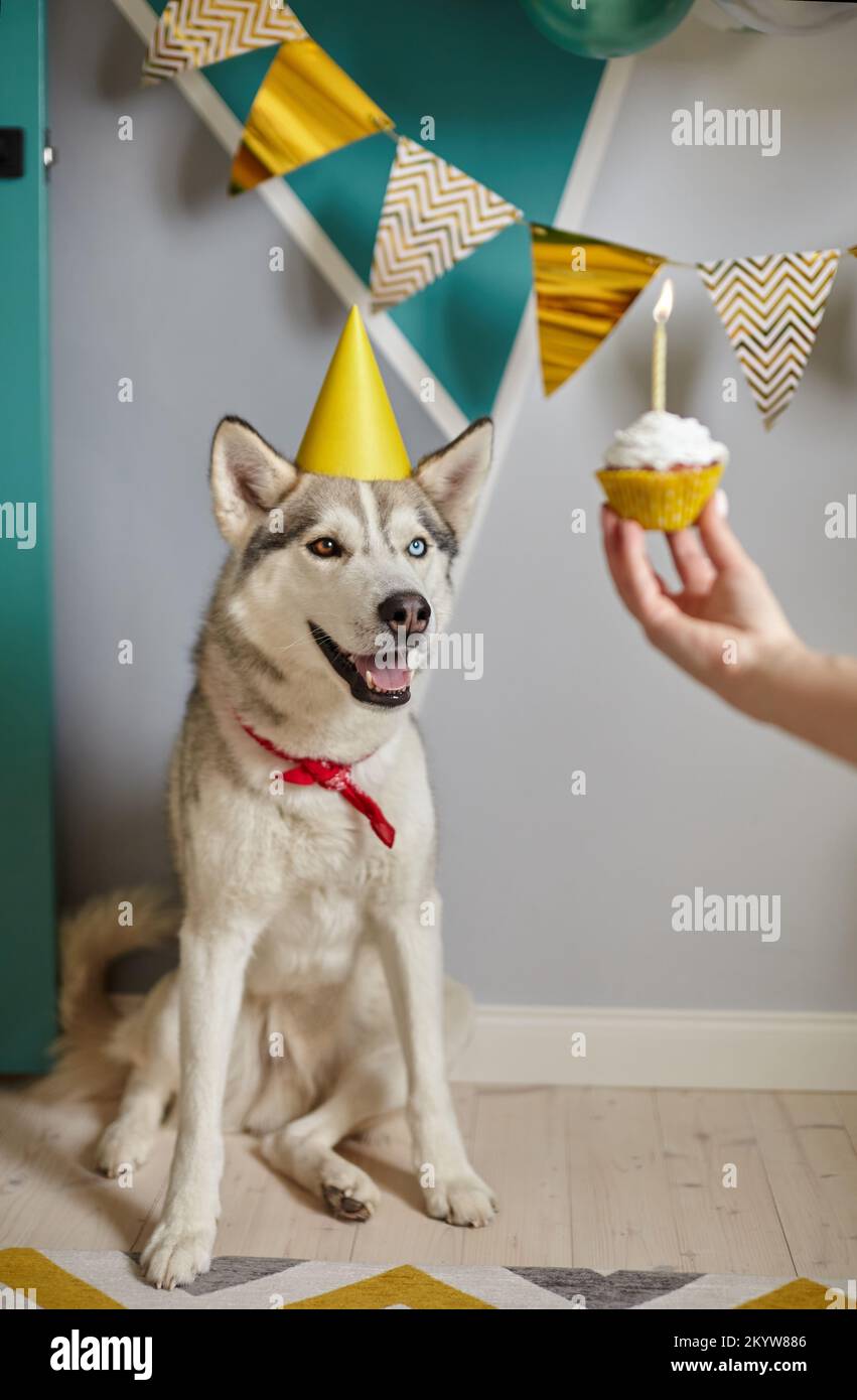 Dog pet birthday, hand holding birthday cupcake with candle Stock Photo
