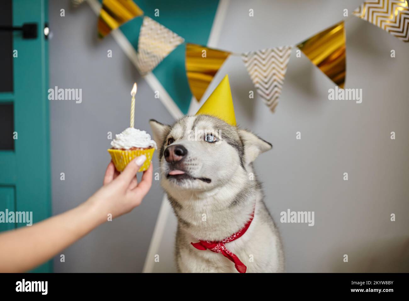Dog pet birthday, hand holding birthday cupcake with candle Stock Photo