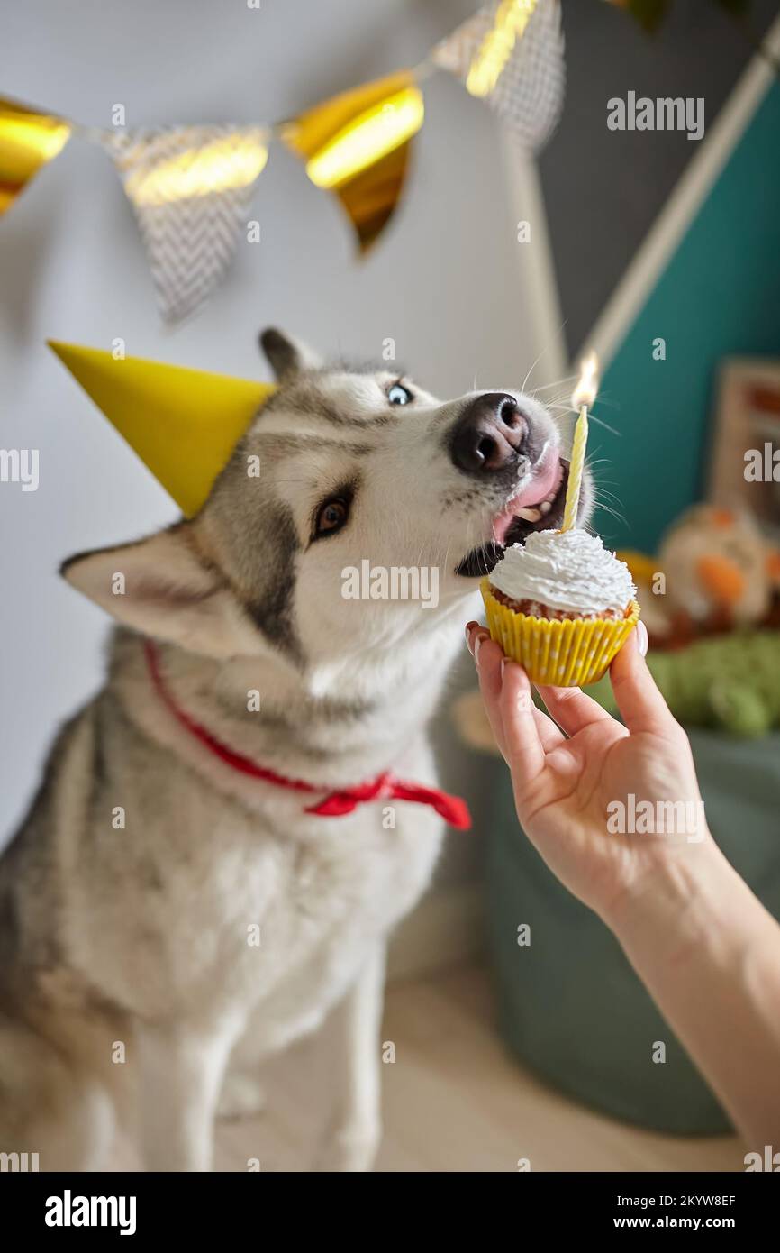 Dog pet birthday, hand holds a birthday cupcake with a candle, the dog licks the cream Stock