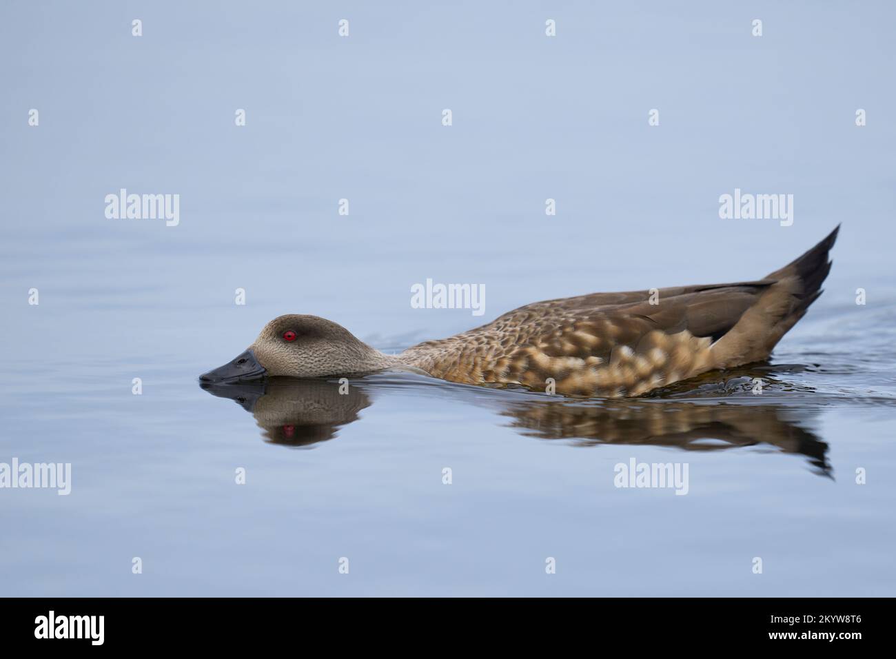 Crested Duck (Lophonetta specularioides specularioides) swimming across a pool with neck outstretched on Sea Lion Island in the Falkland Islands. Stock Photo