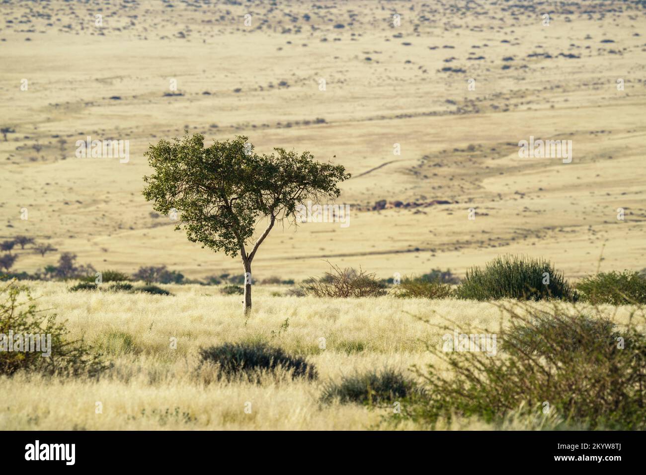 Acacia tree grows in the African savanna. Dry yellow grassland surrounds the tree. Damaraland, Namibia, Africa Stock Photo