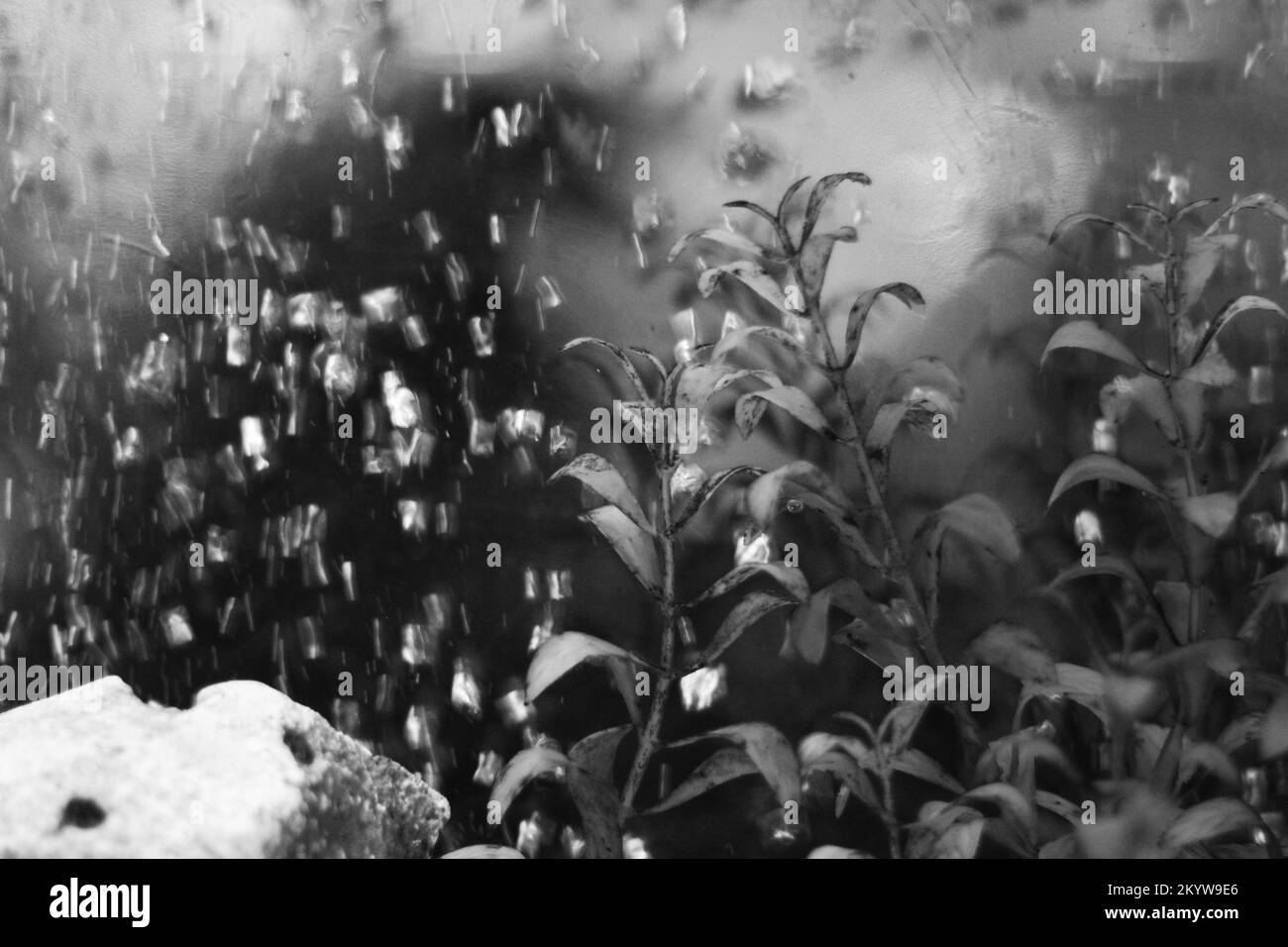 Plastic plants growing in an underwater aquarium in a black and white