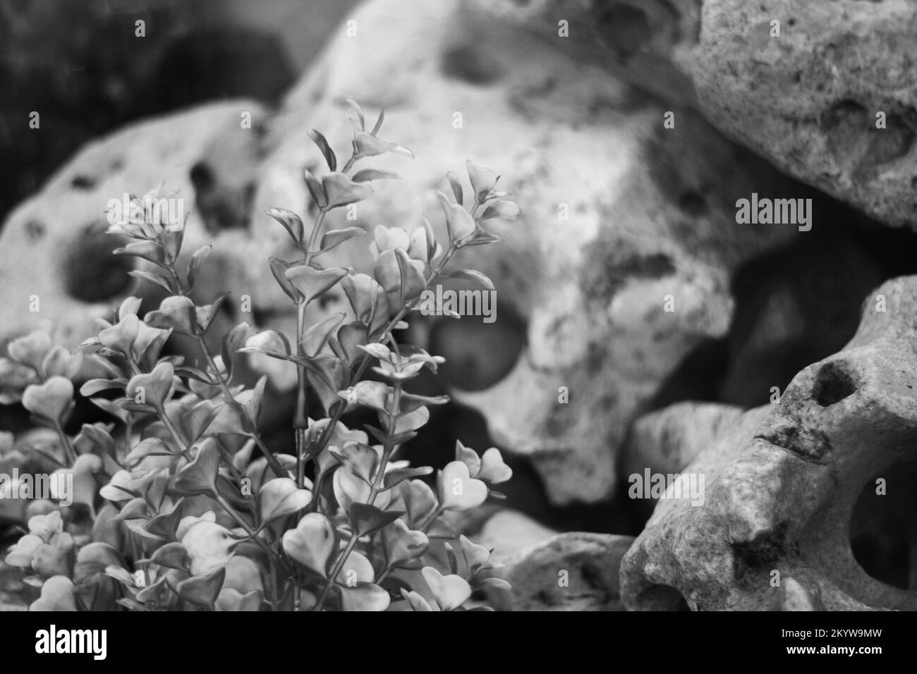 Plastic plants growing in an underwater aquarium in a black and white