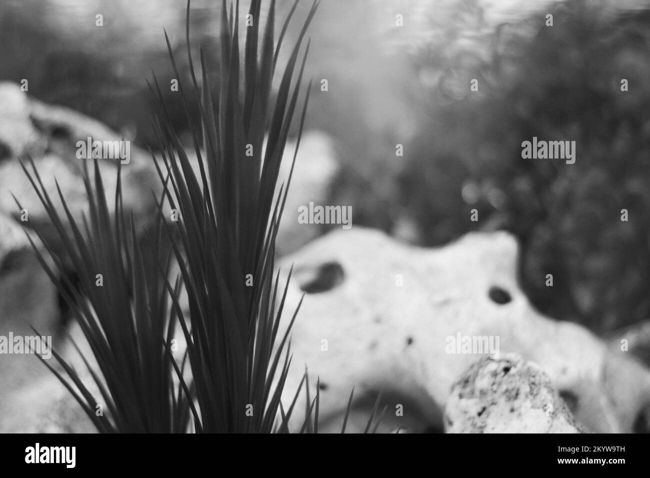 Plastic plants growing in an underwater aquarium in a black and white