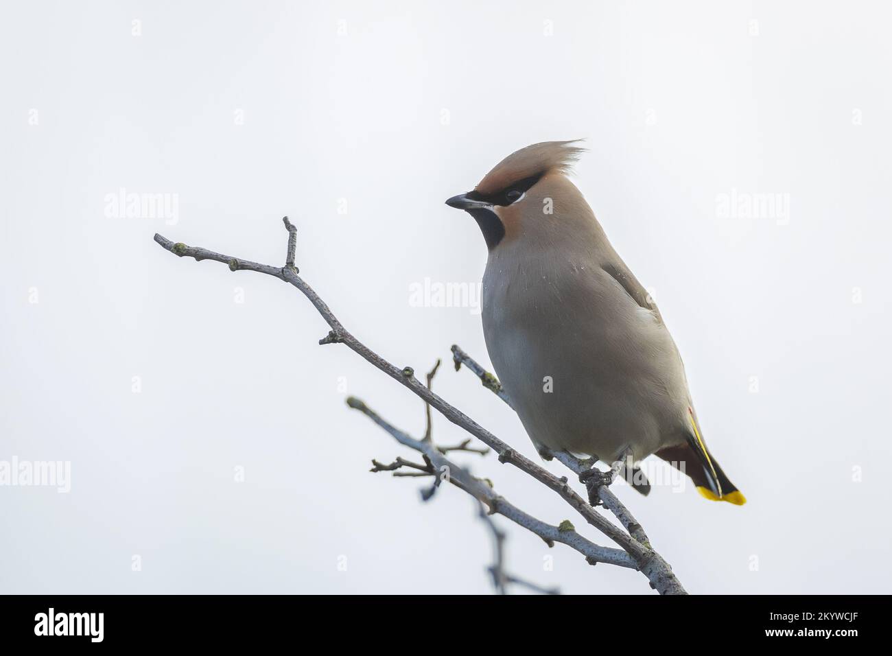 The Bohemian waxwing, Bombycilla garrulus, migratory bird is a rare visitor in the Netherlands that attracts a lot of bird spotters. Stock Photo
