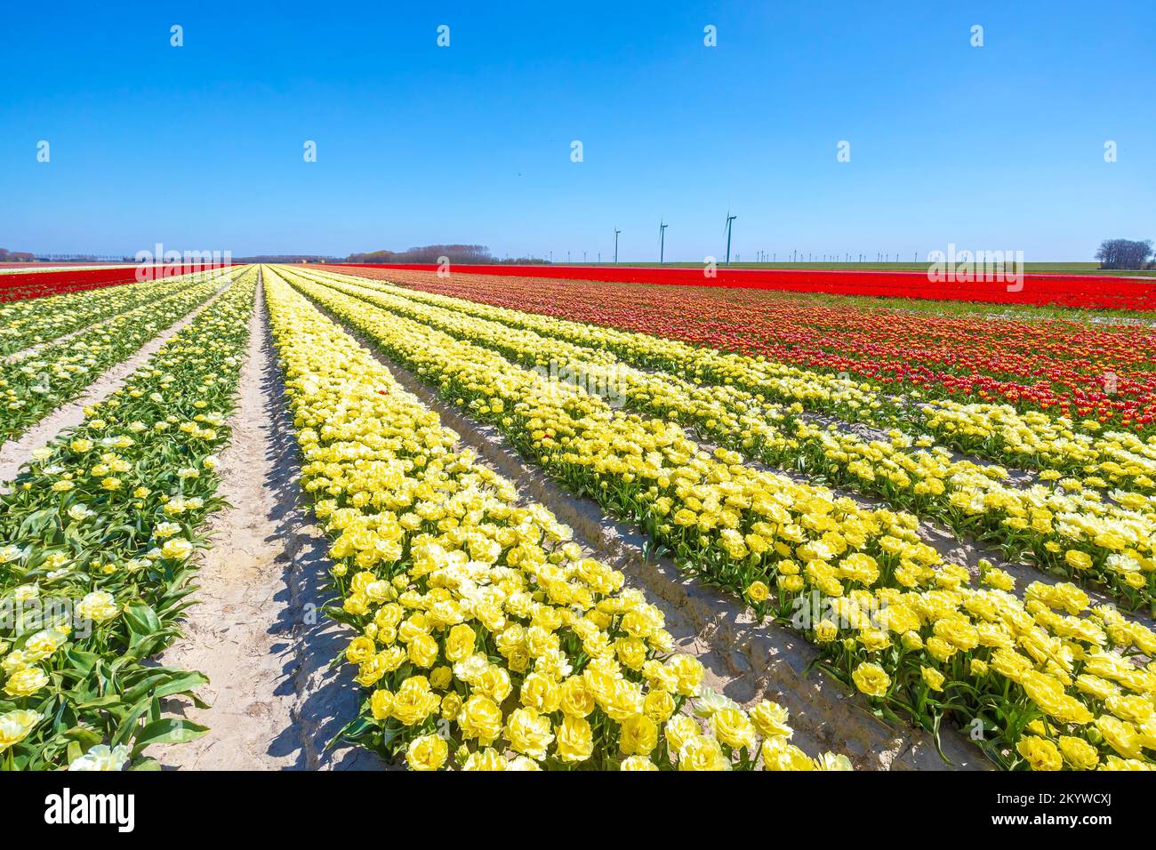 Dutch tulips flowers field with a blue sky during Spring season in ...