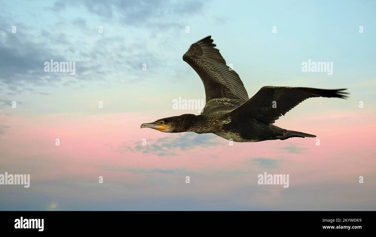 Cormorant in Flight Stock Photo Alamy