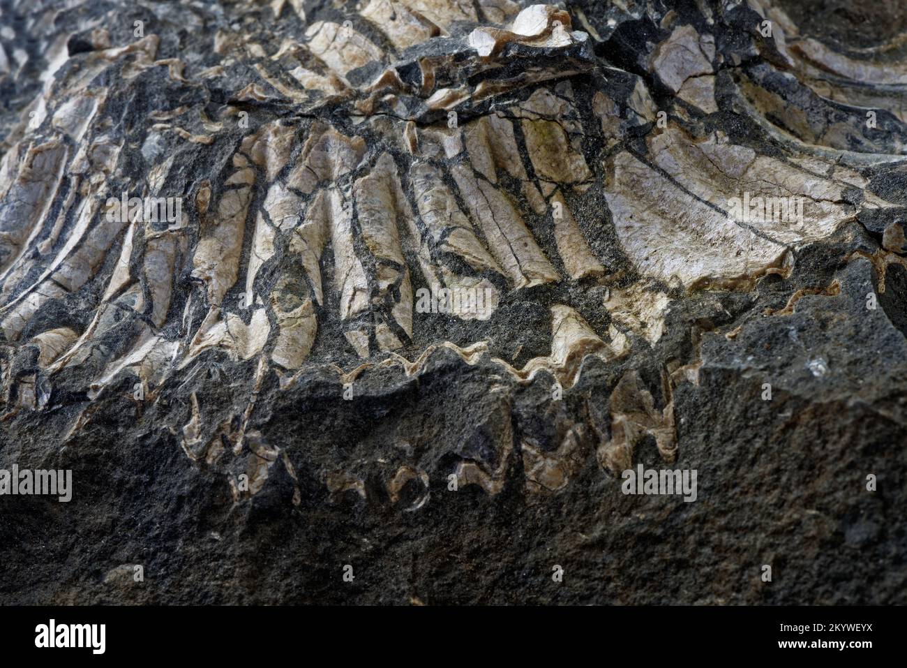 Close up of an Ammonite Fossil Stock Photo