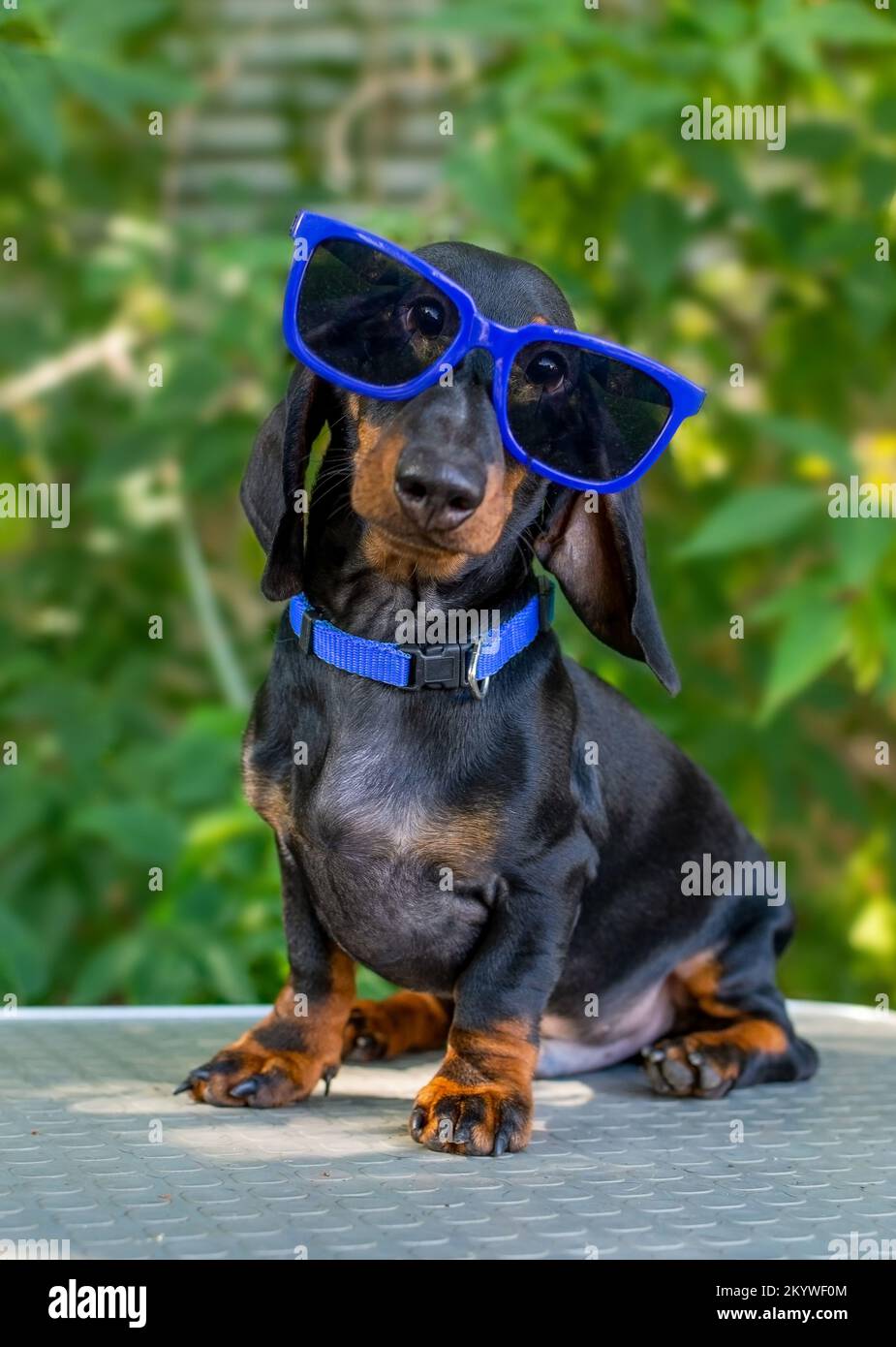 dachshund dog in blue sunglasses on a table against a background of green foliage Stock Photo