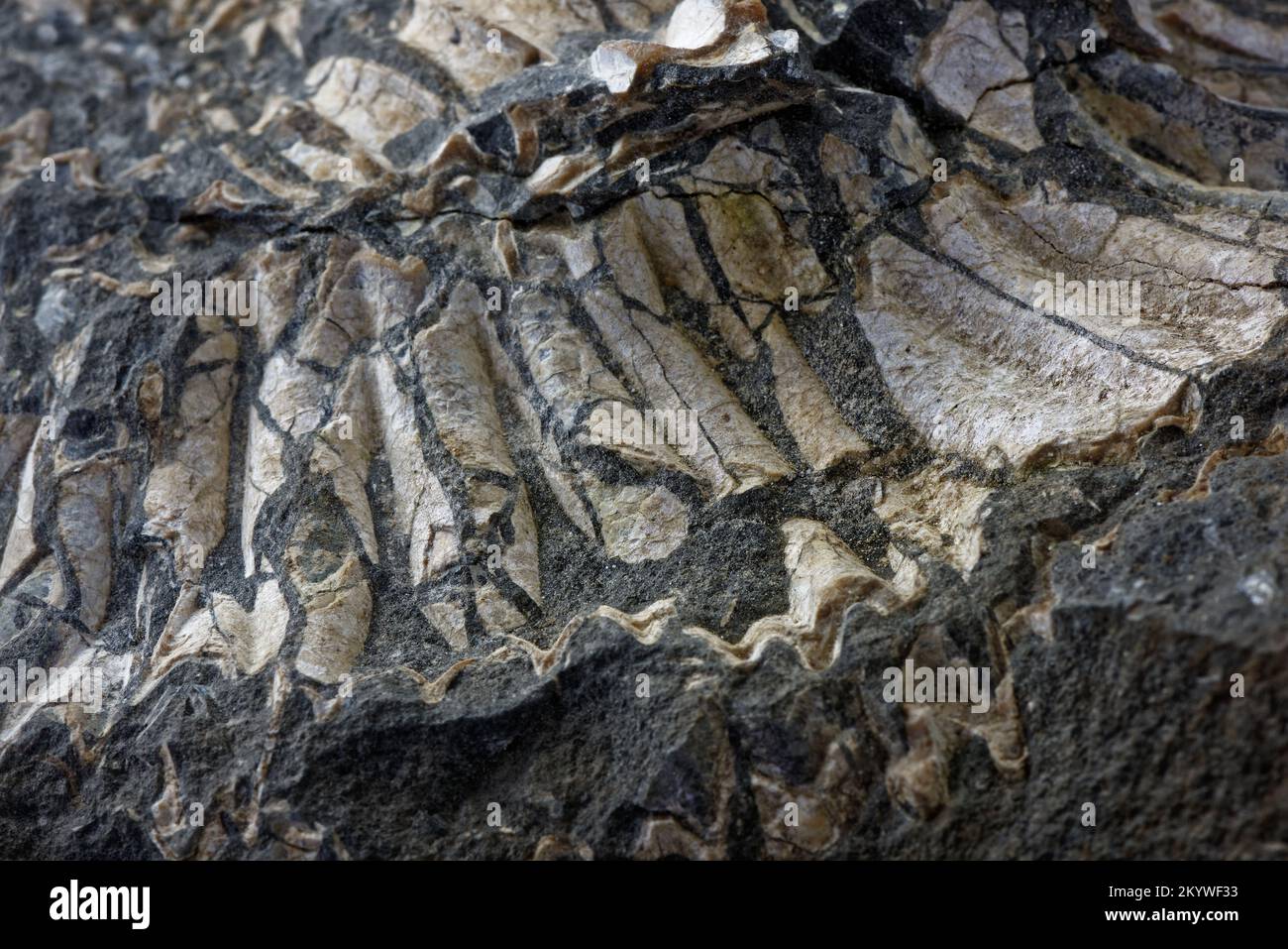 Close up of an Ammonite Fossil Stock Photo