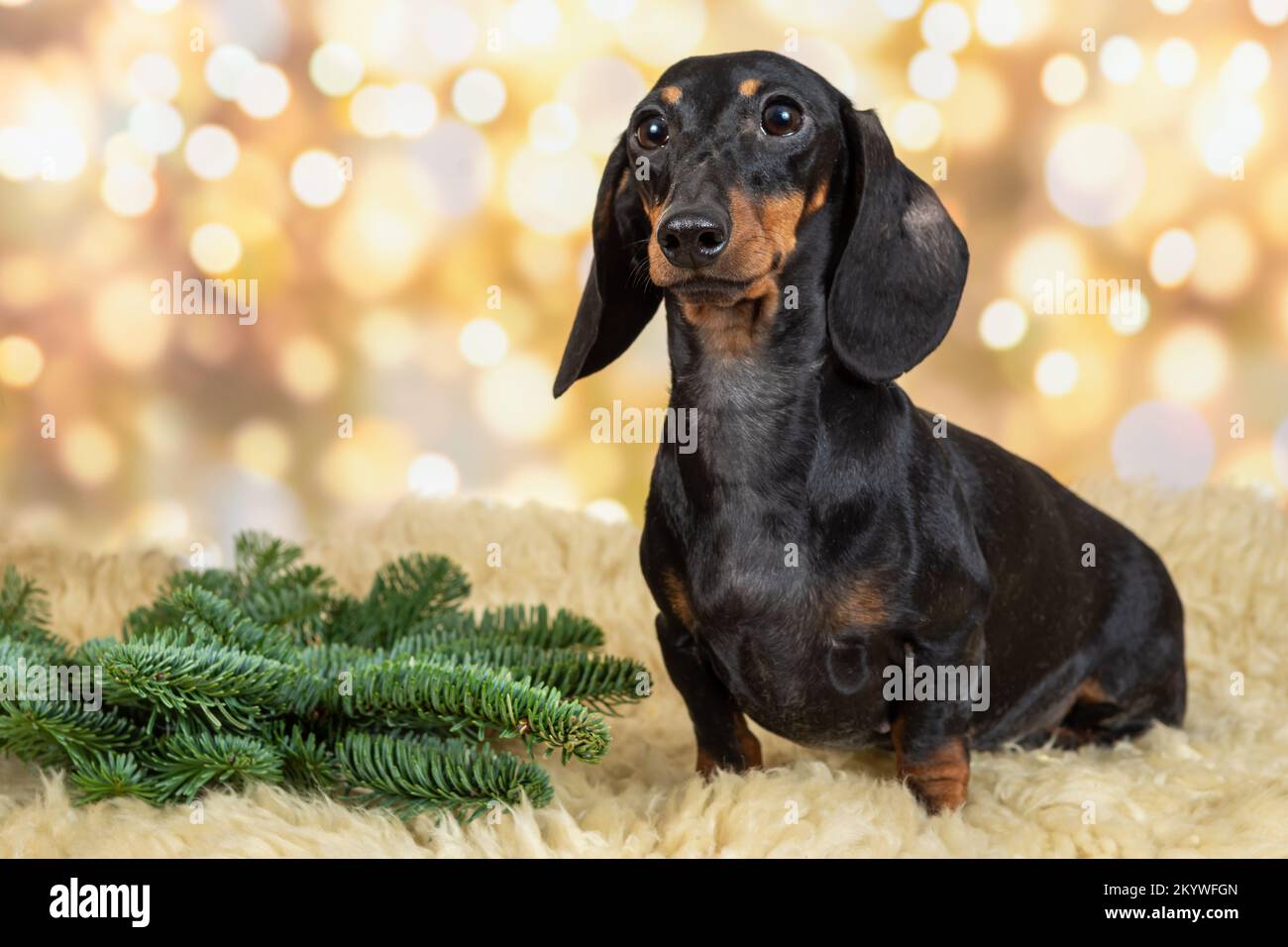 dachshund dog poses in a Christmas setting. Portrait of a dog on a ...