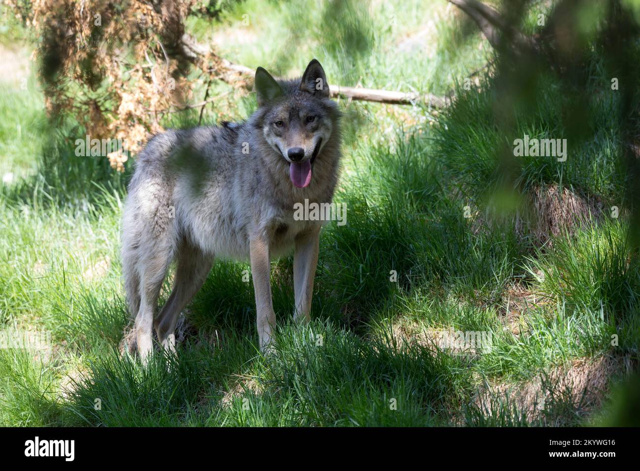 Le Loup gris