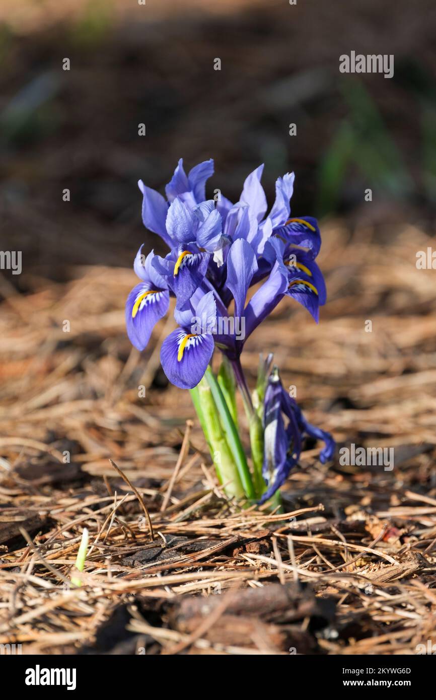 Iris Harmony, Iris reticulata Harmony, dwarf iris, flowers royal-blue, striped white throat,  bright yellow central band on the falls. Stock Photo