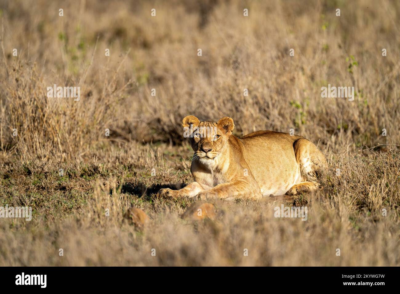 Lioness lies with catchlights in warm light Stock Photo