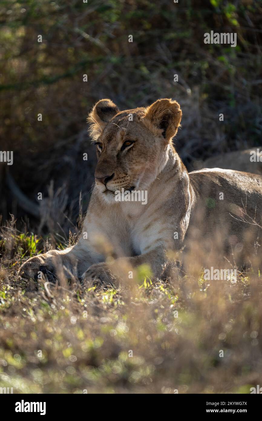 Lioness lies staring on grass beside bush Stock Photo