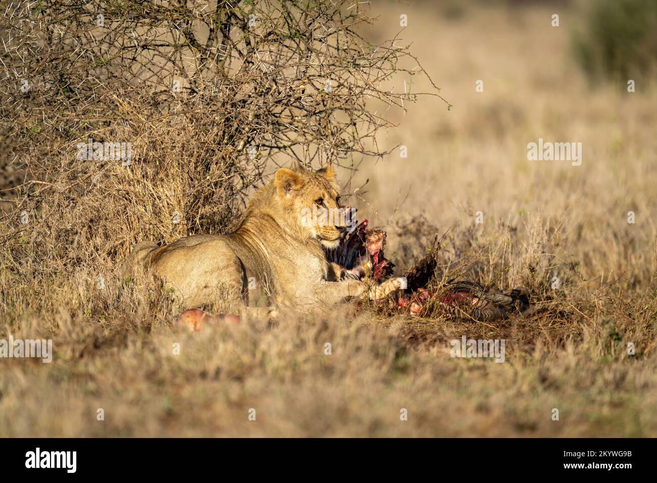 Male lion under bush hi-res stock photography and images - Alamy