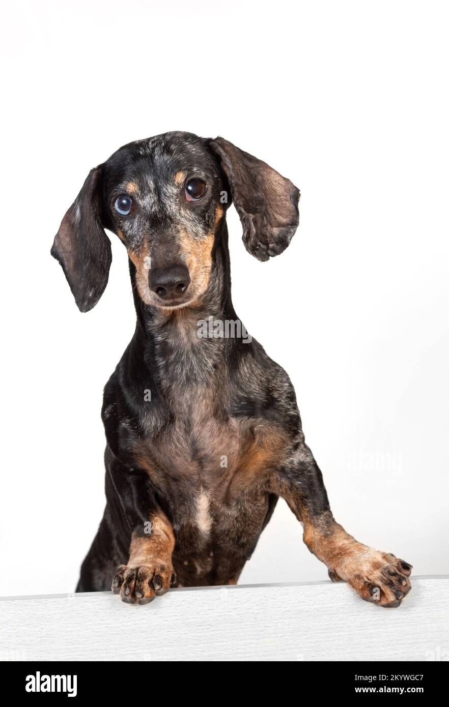 Portrait of an old frightened grayhaired dachshund dog, with eyes of