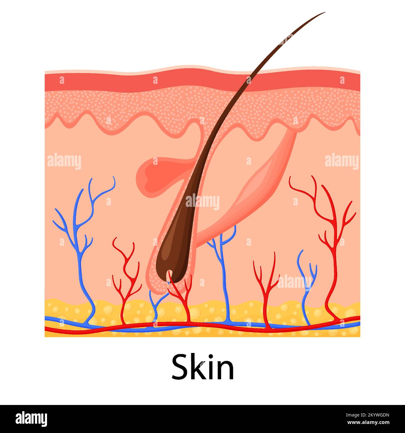 Human skin. Layered epidermis with hair follicle, sweat and sebaceous