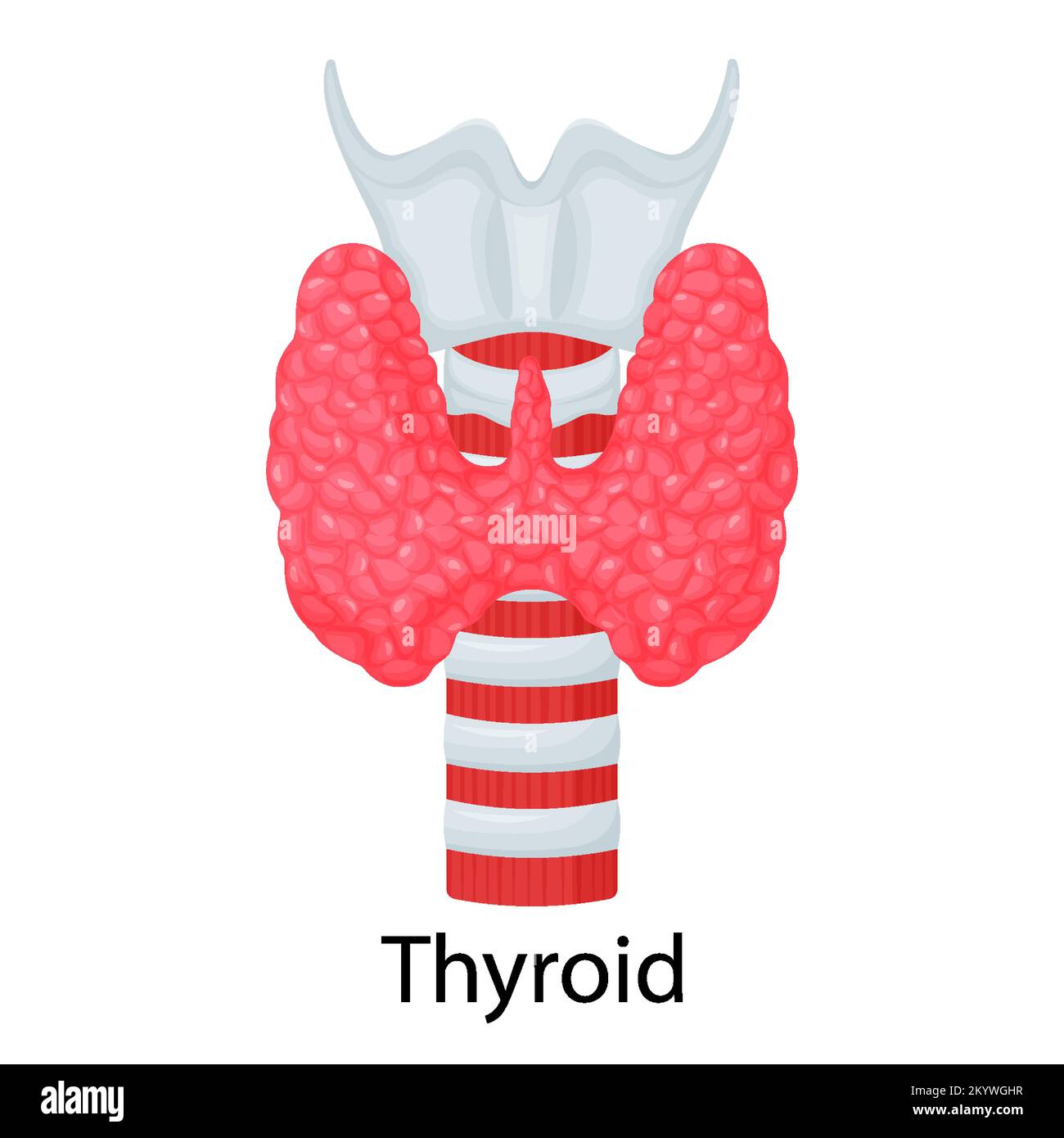 Thyroid. Human organ isolated on white background. Vector illustration. Flat design Stock Vector