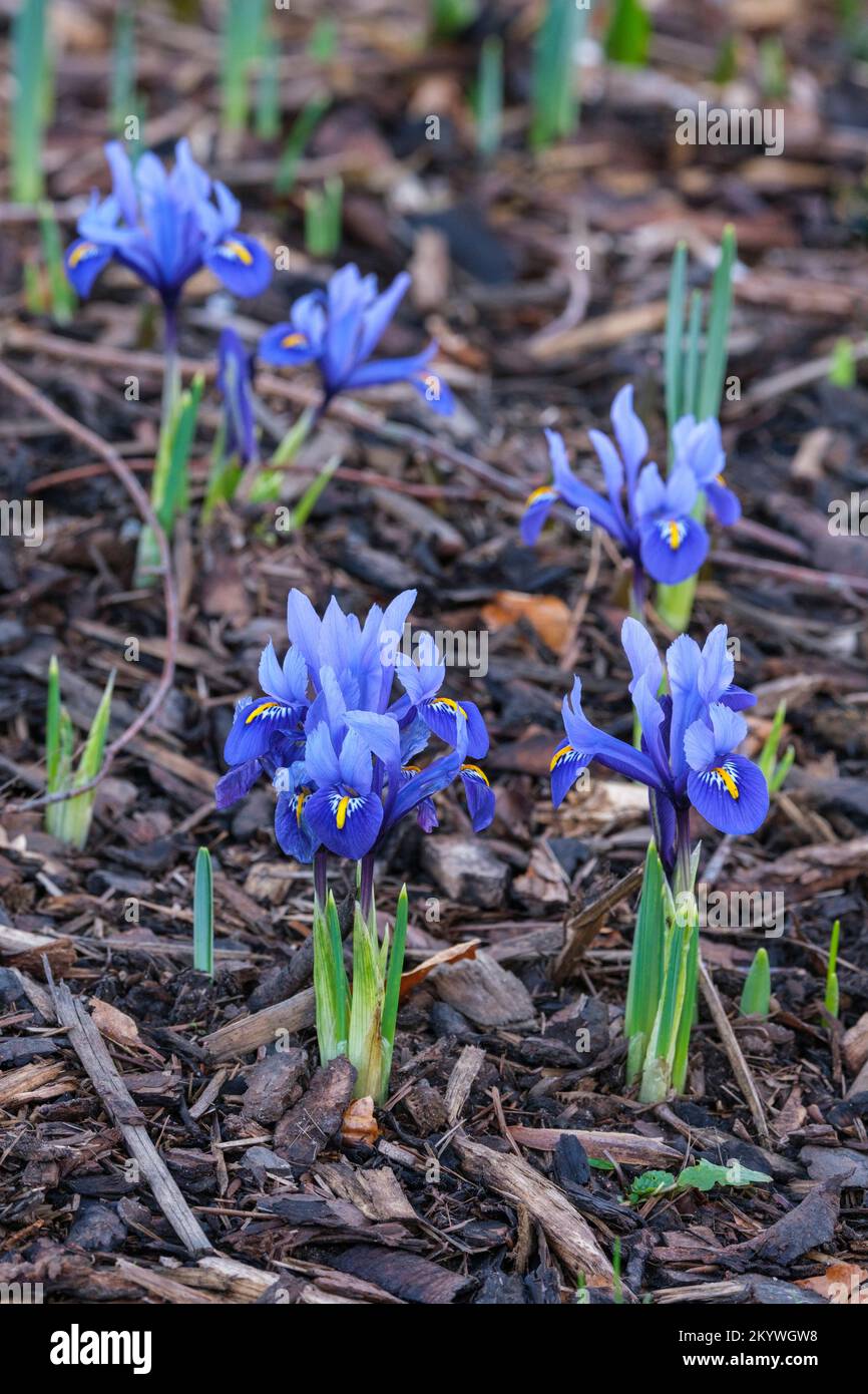 Iris Harmony, Iris reticulata Harmony, dwarf iris, flowers royal-blue, striped white throat,  bright yellow central band on the falls. Stock Photo