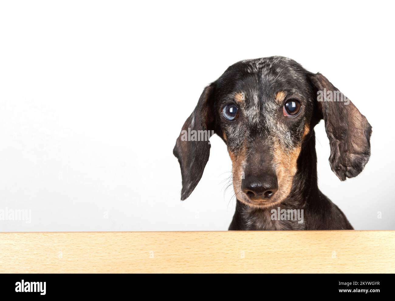 Portrait of an old frightened grayhaired dachshund dog, with eyes of