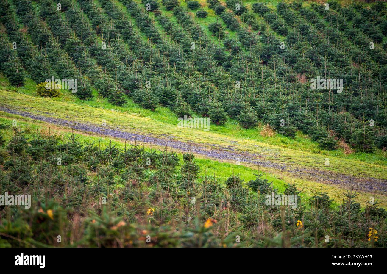Rows of tiny young Christmas trees or pine saplings Stock Photo Alamy