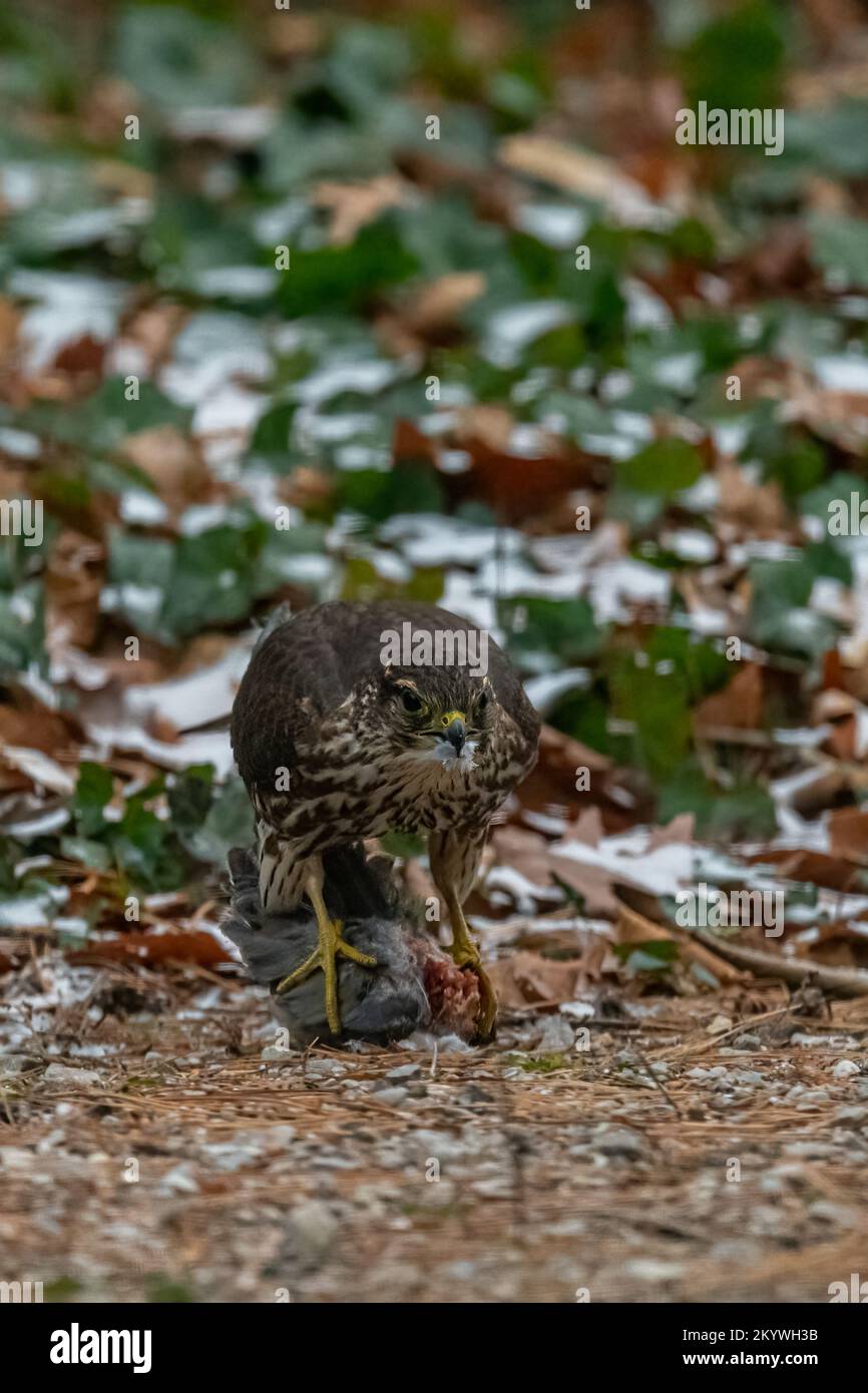 A Merlin (Falco columbarius) standing over it's prey (a songbird) on the ground in Michigan, USA. Stock Photo