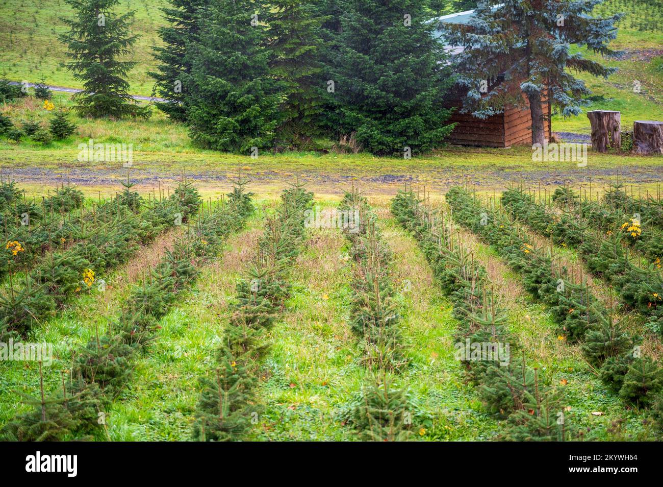 Rows of tiny young Christmas trees with a wooden hut and big pines in back Stock Photo