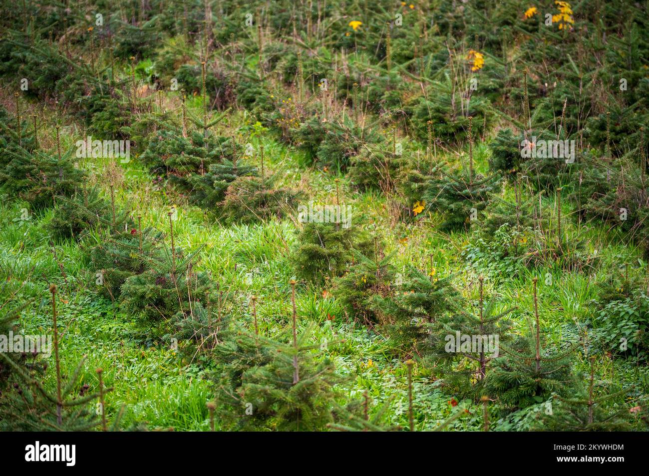 Diagonal rows of tiny young Christmas trees or pine saplings on a farm