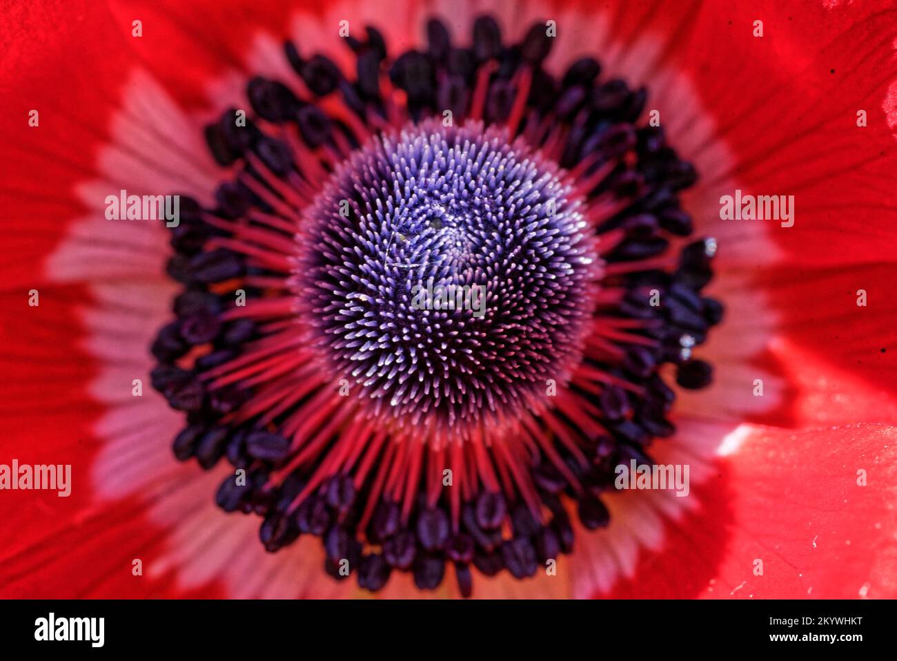 anemone flower macro Stock Photo