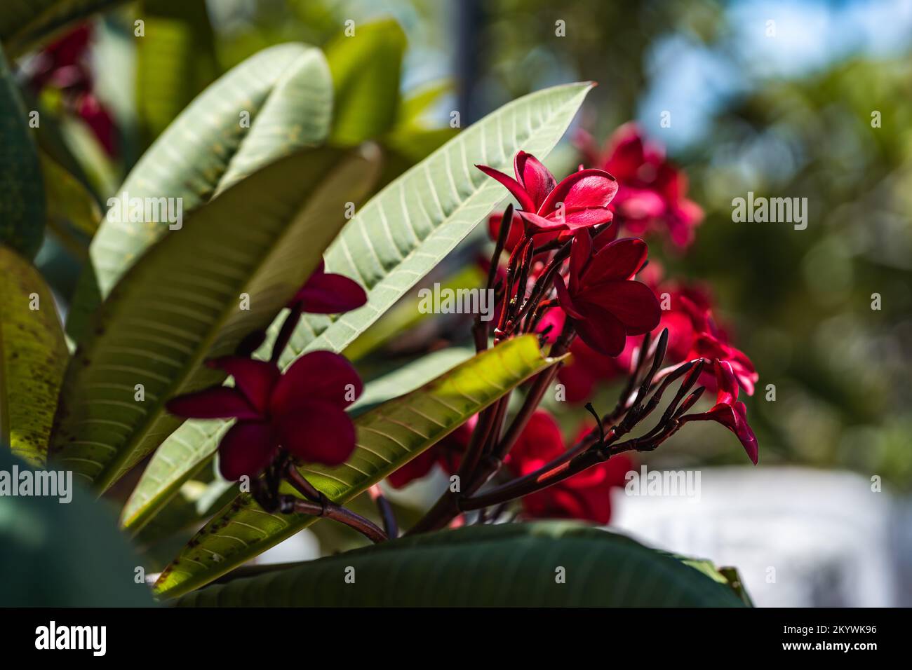 Frangipani Plumeria flower dark pink tropical tree Stock Photo