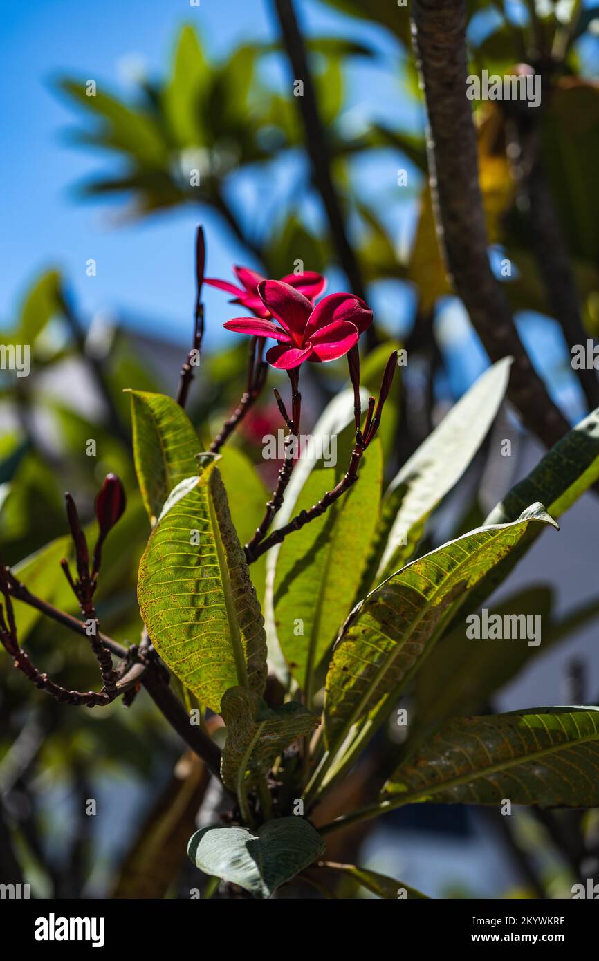 Frangipani Plumeria flower dark pink tropical tree Stock Photo
